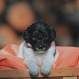 Assorted Doodle Crosses, Newfoundlands, and Poodles from Great Pawsabilities Kennels