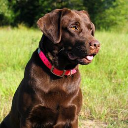 Zada - Labrador Retriever