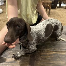 Dachshunds from Cove Creek Dachshunds