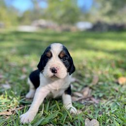 English Springer Spaniel Puppies from Redemption Fields