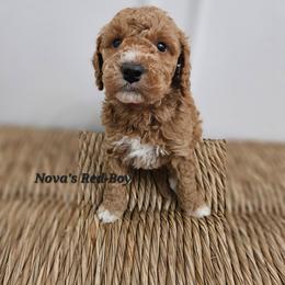 Boy 2 - Parti male Labradoodle puppy in Payson, Utah from Utah County Labradoodles