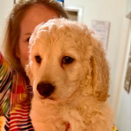 Rollo - Cream male Goldendoodle puppy in Pensacola, Florida from Goldendoodles Love You in Pensacola Friend Edition