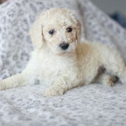 Girl 3 - Poodle puppy in Oklahoma from Rosebud Kennels