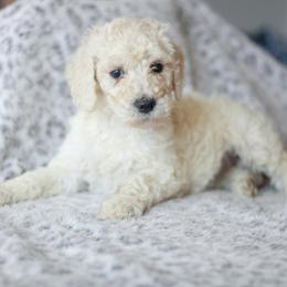 Girl 3 - Poodle puppy in Oklahoma from Rosebud Kennels