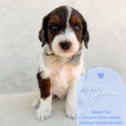 Beau - Parti male Goldendoodle puppy in California City, California from Summer Sun Doodles