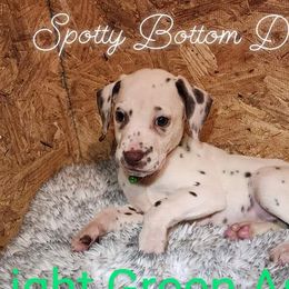 Girl Asui Light Green - White and liver brown Dalmatian puppy in Thayer, Missouri from Spotty Bottom Dalmatians