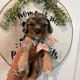 Mimi - Merle female Cavapoo puppy in Riverview, Florida from Doodley Doodles