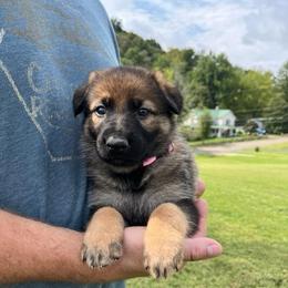 Light Pink Collar - Sable female German Shepherd puppy in Abingdon, Virginia from Roark German Shepherds