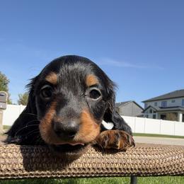 Kyla - AKC - Black and tan female Dachshund puppy in Omaha, Nebraska from Colorful Dachshunds