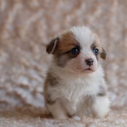 Boy 4 - Red male Pembroke Welsh Corgi puppy in La Grange, Wyoming from Merrygold Corgis