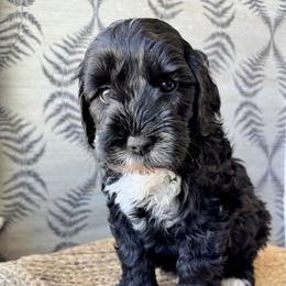 Raven - Black and chalk male Australian Labradoodle puppy in Morgan Hill, California from Loving Labradoodles