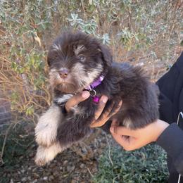 Cinnamon - Liver female Miniature Schnauzer puppy in San Antonio, Texas from Genesis Tiny Schnauzers