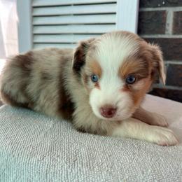 Boy 2 - Red merle male Miniature Australian Shepherd puppy in Hokes Bluff, Alabama from Alegria Toy Aussies