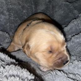 Mr Black - Golden male Golden Retriever puppy in Rockwell, North Carolina from KnL Golden Acres