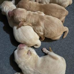 Boy 2 - Golden male Golden Retriever puppy in Amherst, Virginia from Knight's Golden Acres