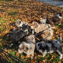 Aussiedoodle, Bernedoodle, and Poodle Puppies from Doodle Belle Puppy
