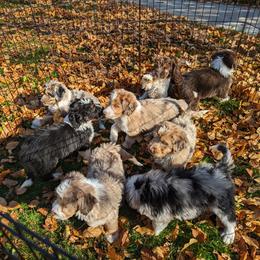 Aussiedoodle, Bernedoodle, and Poodle Puppies from Doodle Belle Puppy