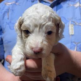 Blue collar - Cream female Goldendoodle puppy in Mc Cook, Nebraska from Powers Doodles