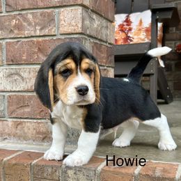 Howie - Black tan and white male Beagle puppy in Mansfield, Missouri from Rippee Creek Kennel