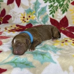 Light Blue Collar Female - Apricot female Goldendoodle puppy in Pasadena, Texas from Knightsbane Standard Poodles