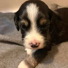 Han - Tri-color male Bernedoodle puppy in Travelers Rest, South Carolina from Bernedoodle.do