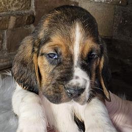 Blue Collar Boy - Black brown and white male Basset Hound puppy in Richland Hills, Texas from The Basset Family