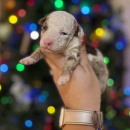 Aussiedoodle and Goldendoodle Puppies from Ever After Doodles Arizona