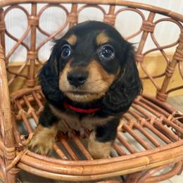 Maverick - Black and tan male Dachshund puppy in Bennett, North Carolina from Cherished Dachshunds