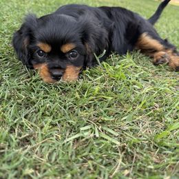 Cavalier King Charles Spaniel Puppies from Reynolds Farms Cavaliers