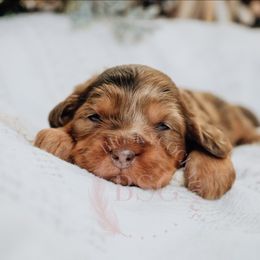 Lavender girl - Merle female Cockapoo puppy in Missoula, Montana from Big Sky Cockapoos