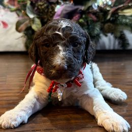 Hazelnut - Parti female Goldendoodle puppy in Arlington, Texas from Chambers Doodle Patch