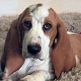 Basset Hounds from Sugar Hills Basset Hounds