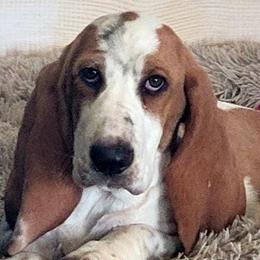 Basset Hounds from Sugar Hills Basset Hounds