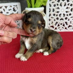 Cookie Dough - Phantom female Pyredoodle puppy in Bowling Green, Ohio from FDF Pyredoodles & Bernedoodles