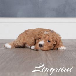 Linguini (Pink Collar) - Apricot female Goldendoodle puppy in Guthrie, Oklahoma from Edmond Doodles, LLC