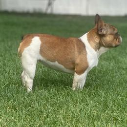 Ellie - Fawn and white female French Bulldog puppy in Billings, Montana from Montana Made Frenchies