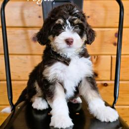 Vegas - Red tri-color female Aussiedoodle puppy in Lancaster, Minnesota from Wilson Cattle Co.