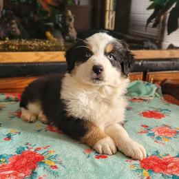 Junior - Black tri-color male Australian Shepherd puppy in Guthrie, Oklahoma from 2bar Aussies