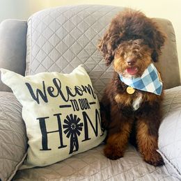 Luka - Bernedoodle