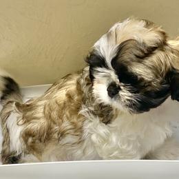 Shih Tzu Puppies from Willow Lane Shih Tzus