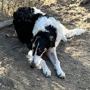 Borzoi and Greyhound Puppies from Kay Henderson