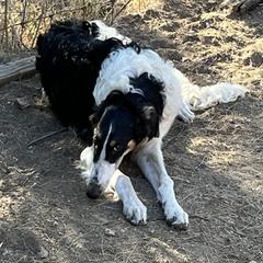 Borzoi and Greyhound Puppies from Kay Henderson