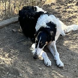 Borzoi and Greyhound Puppies from Kay Henderson