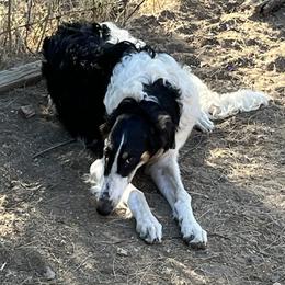 Borzoi and Greyhound Puppies from Kay Henderson