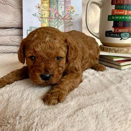 Biscuit - Red male Cavapoo puppy in Mona, Utah from Small Town Cavaliers