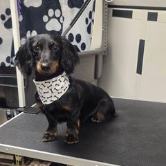 Shadow - Dachshund