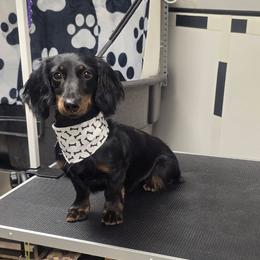 Shadow - Dachshund
