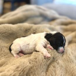 Monkey - Tri-color male Bernedoodle puppy in Salt Lake County, Utah from Coco Avenue Pups
