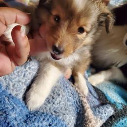 Toy Shetland Sheepdog Puppies from LaLa's Lilliputian Lassies