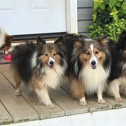 Shetland Sheepdog All Grown Up from Fox Point Farm Toy Shelties